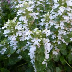 Ajuga reptans Alba - Kruipend zenegroen