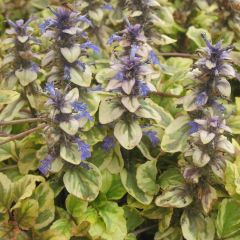 Ajuga reptans Golden Glow - Kruipend zenegroen