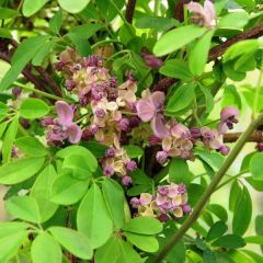 Akebia quinata Silver Bells - Schijnaugurk