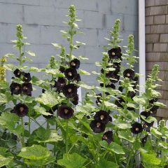 Alcea rosea Nigra - Stokroos