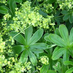 Alchemilla alpina - Alpiene vrouwenmantel