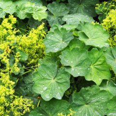 Alchemilla vulgaris - Spitslobbige vrouwenmantel