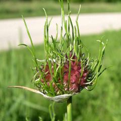 Allium vineale Hair - Kraailook