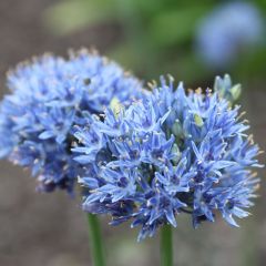 Allium caeruleum - Blauwe sierui