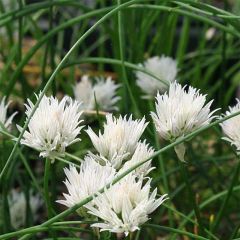Allium schoenoprasum Corsican White - Bieslook