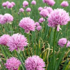 Allium schoenoprasum Rising Star - Bieslook