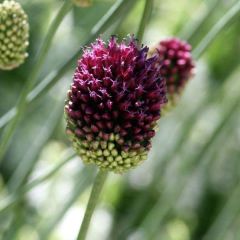 Allium sphaerocephalon - Trommelstokje
