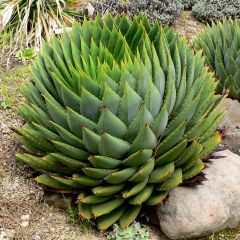 Aloe polyphylla - Spiraalaloë