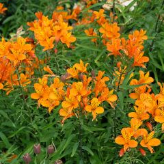 Alstroemeria aurantiaca Orange King - Incalelie