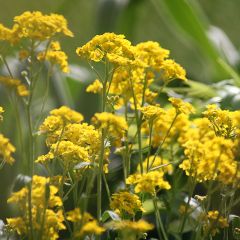 Alyssum saxatilis Goldkugel - Rotsschildzaad