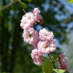 Prunus triloba Multiplex - Amandelboompje
