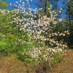 Amelanchier spicata - Krentenboompje