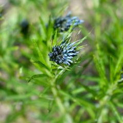 Amsonia Ernst Pagels - Blauwe ster