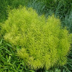 Amsonia hubrichtii - Blauwe ster
