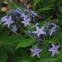 Amsonia orientalis - Blauwe ster