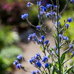Anchusa azurea Dropmore - Italiaanse ossentong