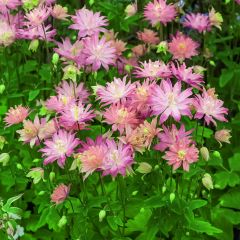 Akelei Clementine Salmon - Aquilegia vulgaris