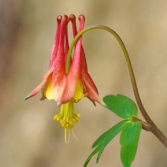 Aquilegia canadensis - Canadese akelei