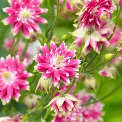Akelei Nora Barlow - Aquilegia vulgaris