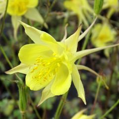 Gele akelei Yellow Queen - Aquilegia chrysantha