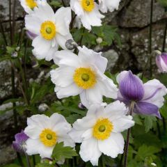 Anemone Ruffled Swan - Herfstanemoon