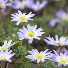 Anemone blanda Blue Splendour - Oosterse anemoon