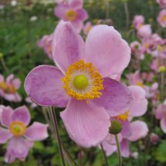 Anemone hupehensis Little Princess - Herfstanemoon