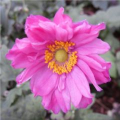 Anemone hupehensis Prinz Heinrich - Herfstanemoon