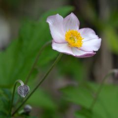 Anemone Hadspen Abundance - Herfstanemoon