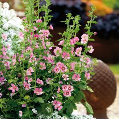 Anisodontea Lady in Pink - Kaapse malva