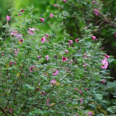 Anisodontea capensis El Rayo - Kaapse malva
