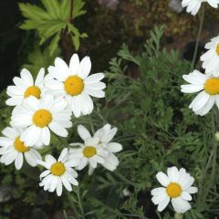 Anthemis carpatica Karpatenschnee - Schubkamille