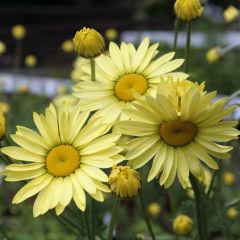 Anthemis tinctoria Wargrave Variety - Gele kamille