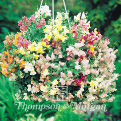 Leeuwenbek Chinese Lanterns F1 (zaad) - Antirrhinum majus