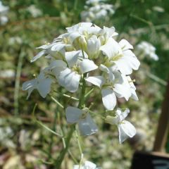Arabis ferdinandi coburgii Old Gold - Scheefkelk