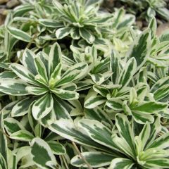 Arabis ferdinandi coburgii Variegata - Scheefkelk