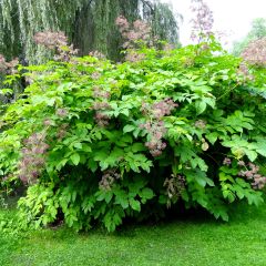 Aralia californica - Duivelswandelstok