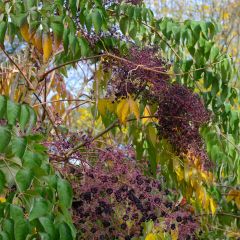 Aralia elata - Duivelswandelstok