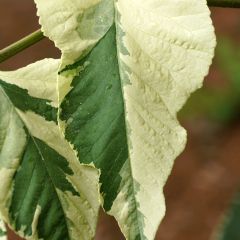 Aralia elata Silver Umbrella - Duivelswandelstok