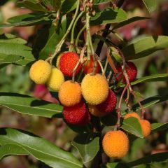 Arbutus unedo Roselily - Aardbeiboom