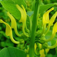 Aristolochia clematitis - Pijpbloem