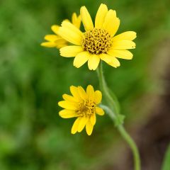 Arnica chamissonis - Valkruid