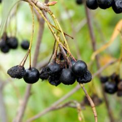 Aronia melanocarpa Autumn Magic - Zwarte appelbes
