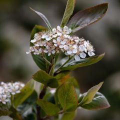 Aronia prunifolia Viking - Appelbes
