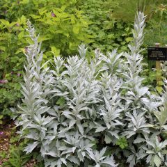 Artemisia ludoviciana Valerie Finnis - Westerse bijvoet