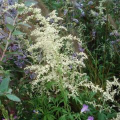 Artemisia lactiflora - Witte bijvoet