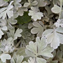 Artemisia stelleriana Boughton Silver - Alsem