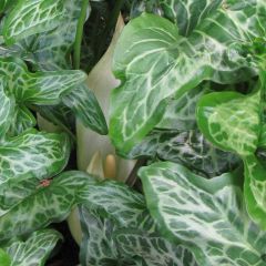 Arum italicum subsp. italicum Marmoratum - Italiaanse aronskelk
