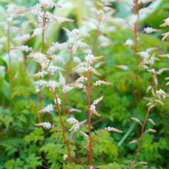 Aruncus aethusifolius - Geitenbaard
