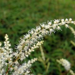 Aruncus dioïcus Kneiffii - Geitenbaard